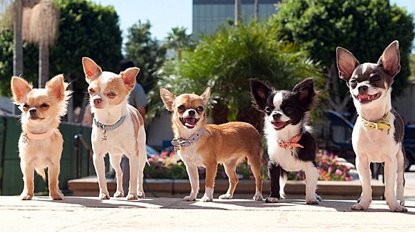 Chihuahua Growth Chart In Lbs