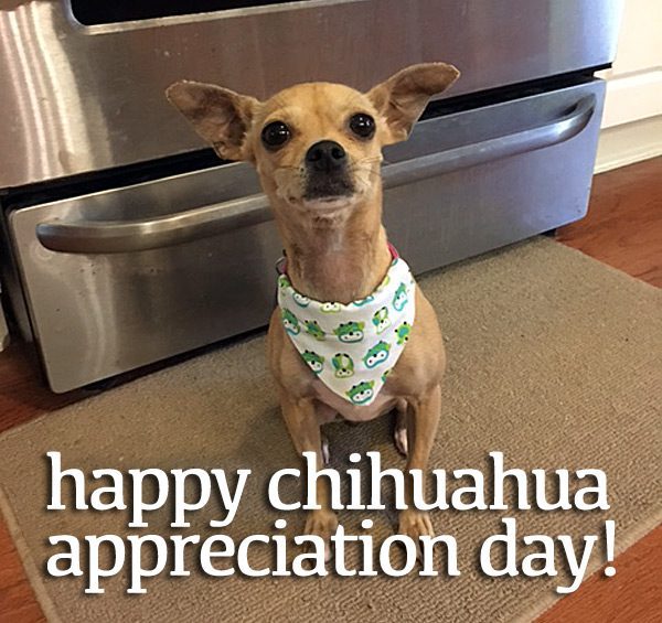 chihuahuas around the world celebrate international chihuahua