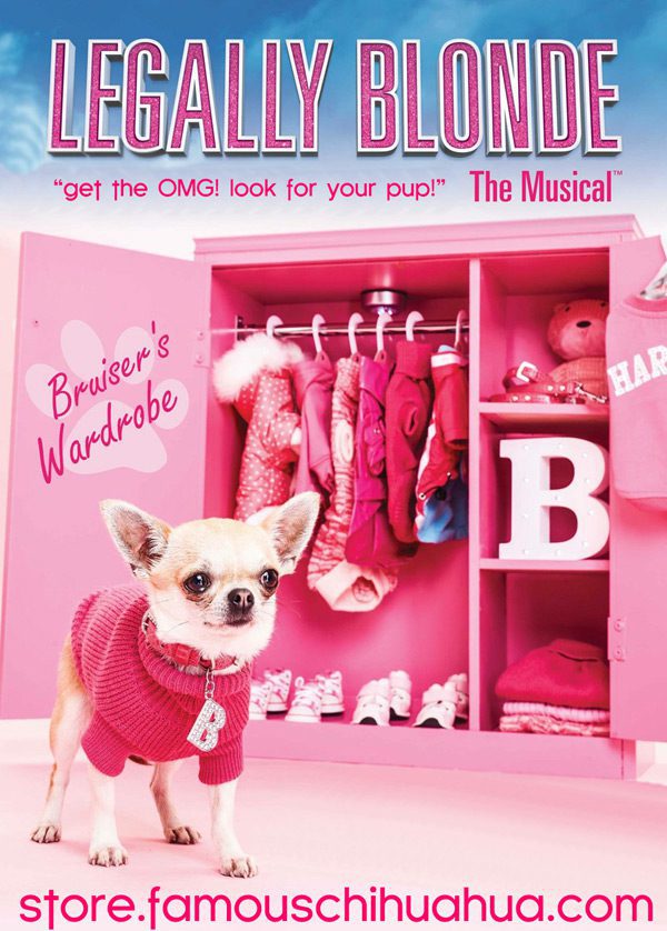 legally blonde the musical dog clothes