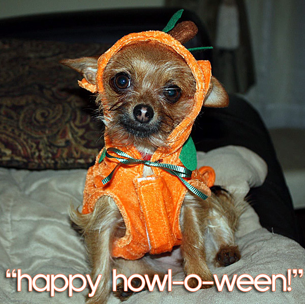 cute chihuahua in pumpkin costume