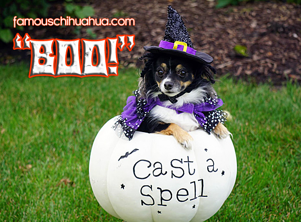 chihuahua halloween witch