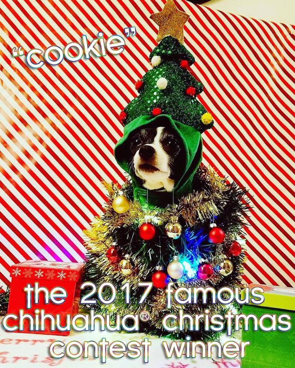 winner chihuahua christmas tree picture contest