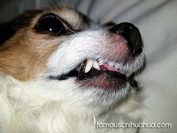 healthy chihuahua teeth 