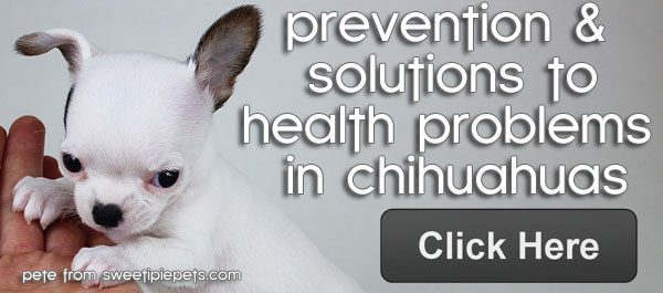 health problems in chihuahuas