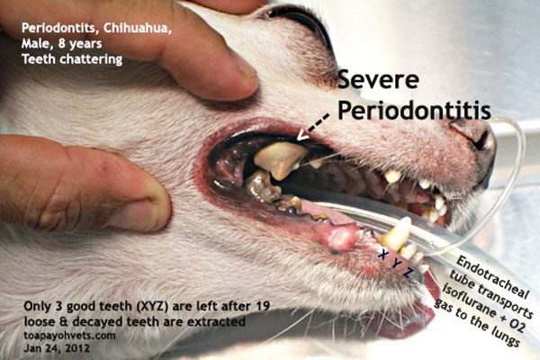 periodontal gum disease in chihuahuas 