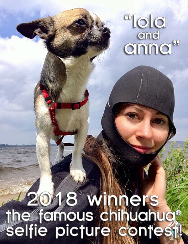 winners famous chihuahua selfie picture contest