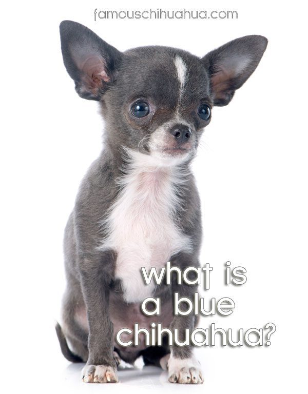 Chihuahua Color Chart