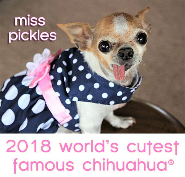 world's cutest famous chihuahua 