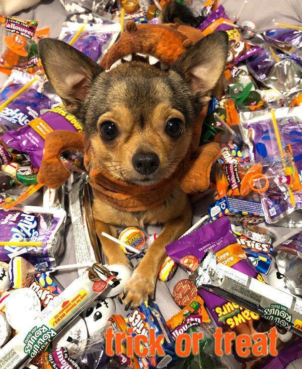 trick or treat chihuahua