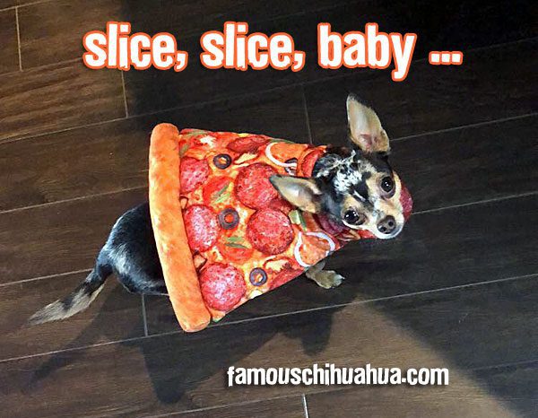 chihuahua pizza