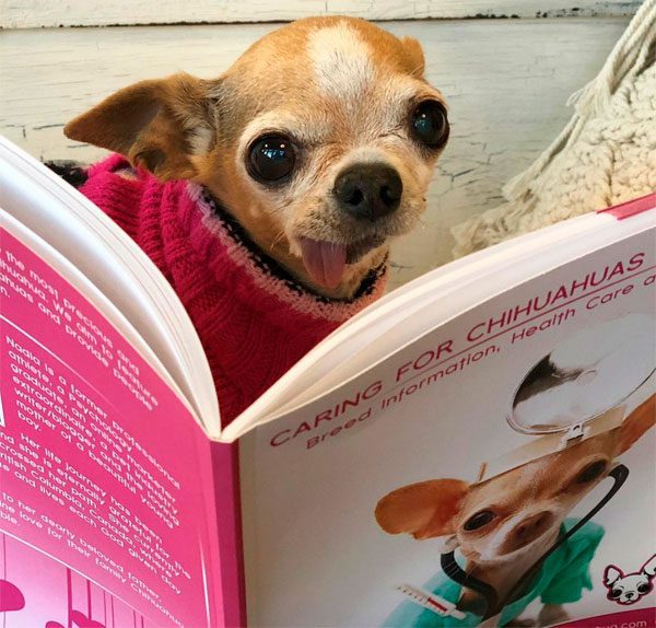 caring for chihuahuas made easy eBook
