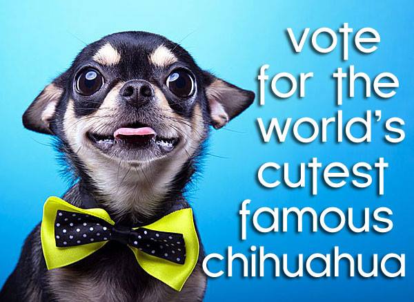 vote worlds cutest famous chihuahua