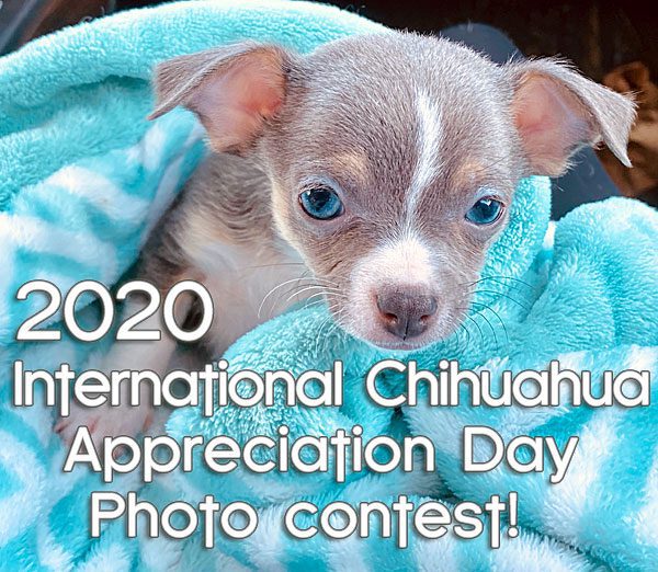 2020 international chihuahua appreciation day photo contest