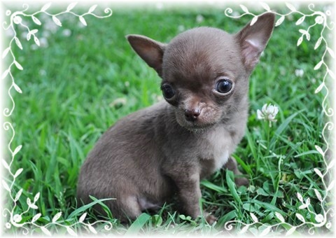 AKC-ChampionPet-Chihuahuas