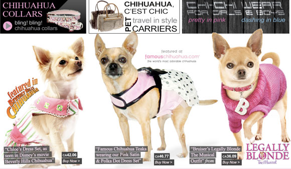 Chihuahua Clothing and 2011