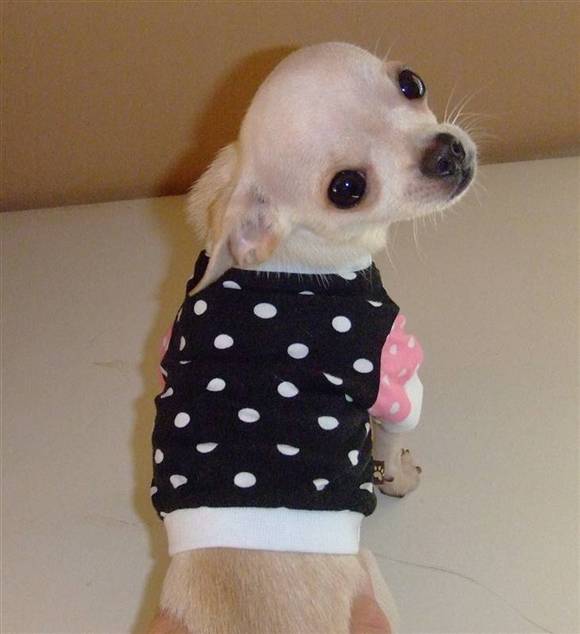 Jose-Cuervo-Chihuahuas-