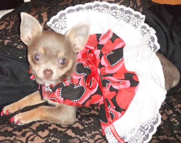 Upscale-Clothing-for-the-Designer-Chihuahua
