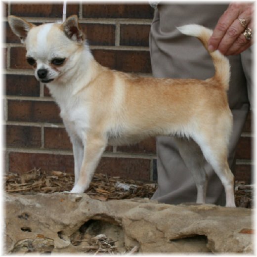 AKC-CHAMPION-SIRED-CHIHUAHUA-PUPPIES