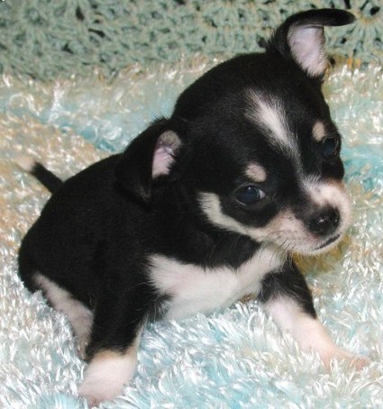 Gorgeous-tri-colored-champion-lines-male-Chihuahuas-ready-now