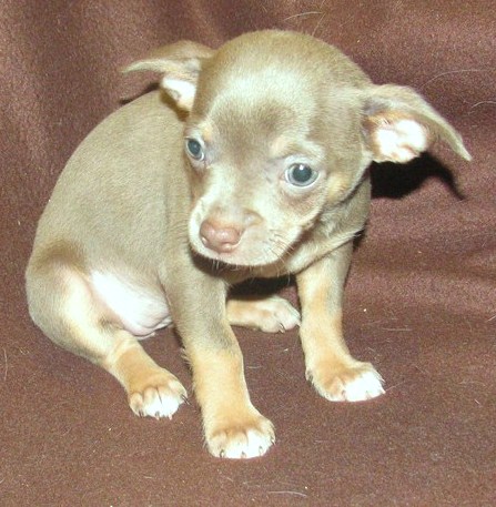 Blue-female-chihuahua-CKC-registerable-ready-to-go-now