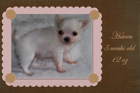 AKC-Chihuahuas