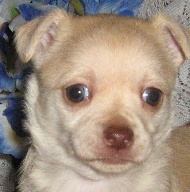 Home-Grown-Chihuahuas