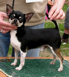 Chihuahua-FCI-Champion-proven-male