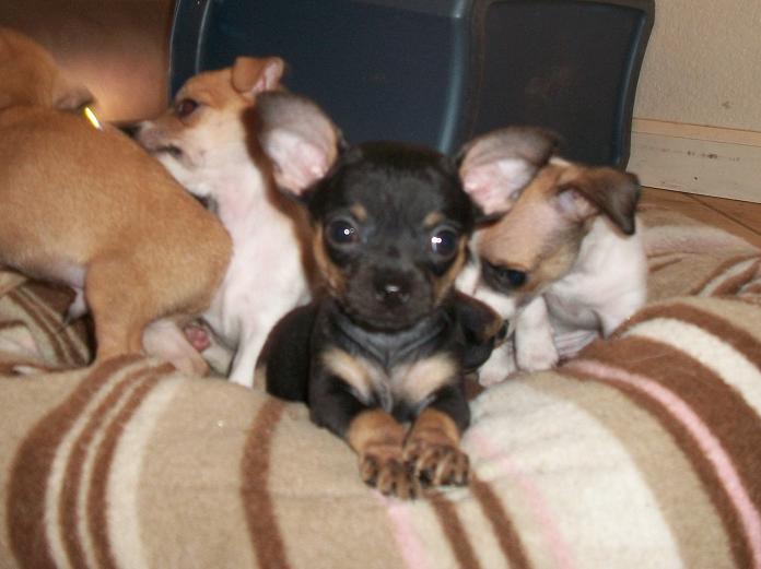 CHIHUAHUA