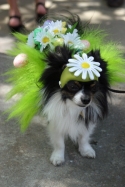 3rd-Annual-Chihuahua-Easter-parade-at-Fashion-Island