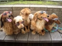 dogs-for-sale