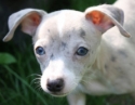 Champion-grand-sired-blue-on-blue-merle-male-Chihuahua