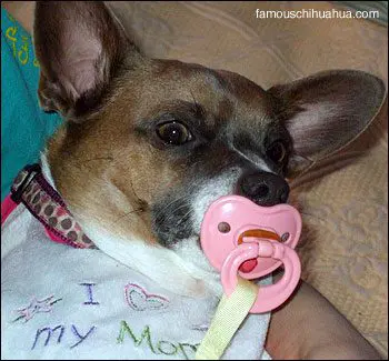 lola the chihuahua