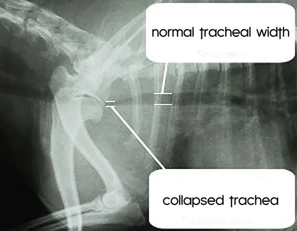 tracheal collapse chihuahua trachea collapse