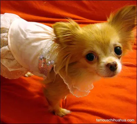 rowrow the chihuahua