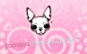 download free famous chihuahua wallpaper! download free famous chihuahua wallpaper!