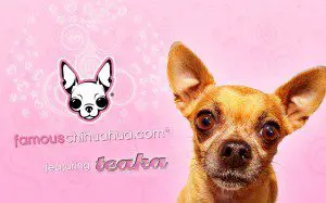 download free famous chihuahua wallpaper! download free famous chihuahua wallpaper!