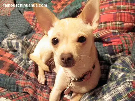 olive the chihuahua