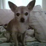 Cell phone critters 010