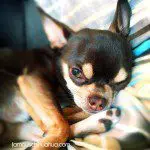 tibi chihuahua famous