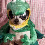 alligator chihuahua