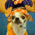bat hat chihuahua