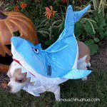 blue shark chihuahua