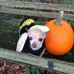 bumblebee chihuahua pumpkin