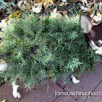 chihuahua chia plant