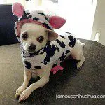 chihuahua cow utters