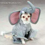 chihuahua elephant