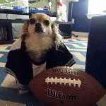 chihuahua football player
