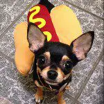 chihuahua hotdog
