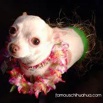chihuahua hula girl