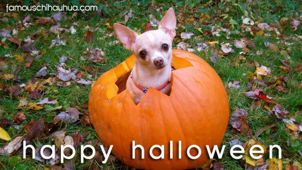 happy halloween! chihuahua in pumpkin